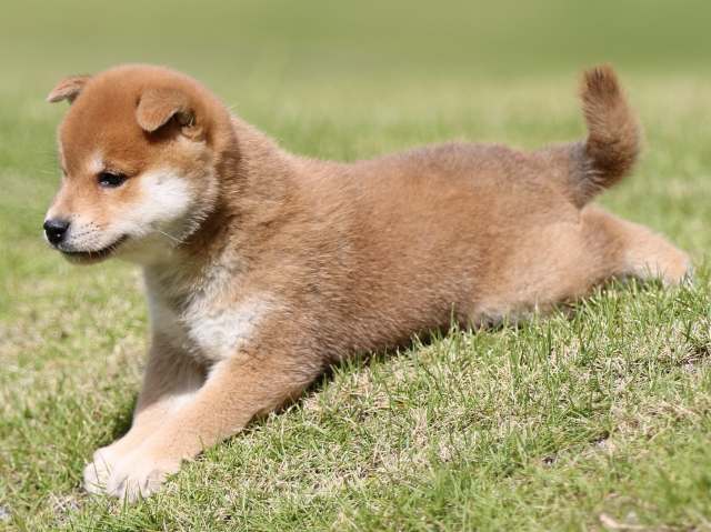 FP5A8488-puupy-shibainu