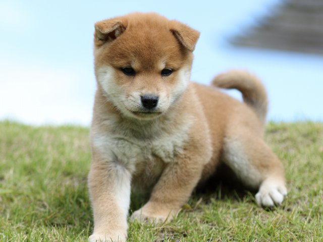 FP5A8504-puupy-shibainu