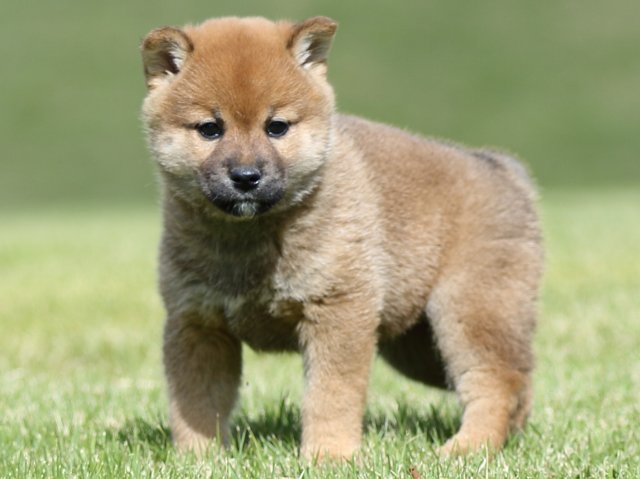 FP5A8534-puupy-shibainu