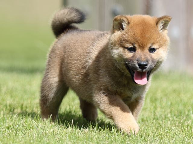 FP5A8542-puupy-shibainu