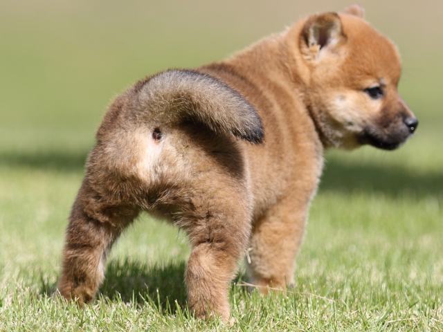 FP5A8564-puupy-shibainu