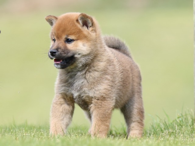 FP5A8604-puupy-shibainu