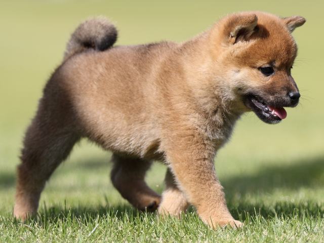 FP5A8794-puupy-shibainu