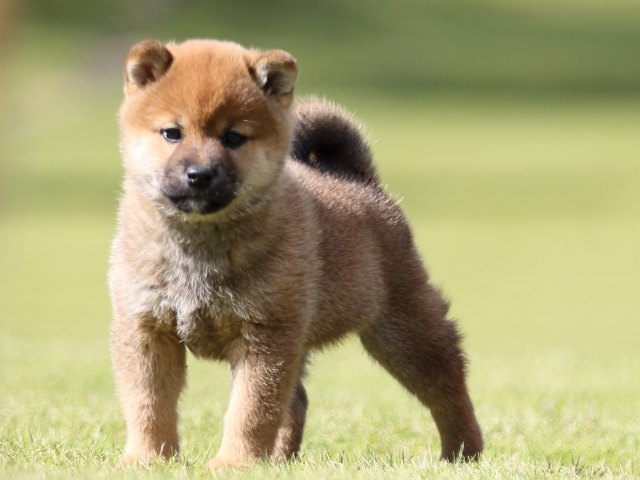 FP5A8812-puupy-shibainu