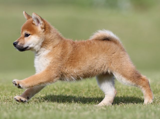 FP5A9028-puupy-shibainu