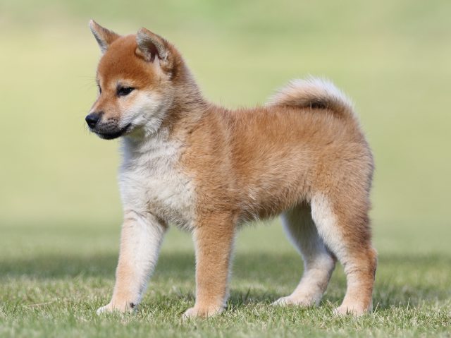 FP5A9042-puupy-shibainu