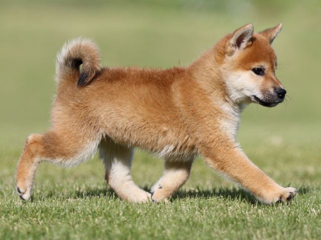 FP5A9044-puupy-shibainu