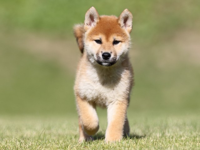 FP5A9070-puupy-shibainu