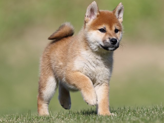 FP5A9098-puupy-shibainu