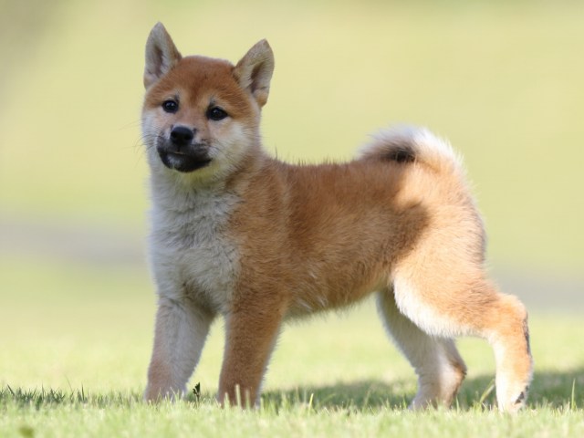 FP5A9157-puupy-shibainu