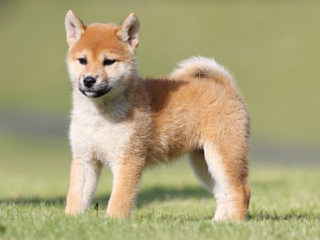 FP5A9166-puupy-shibainu