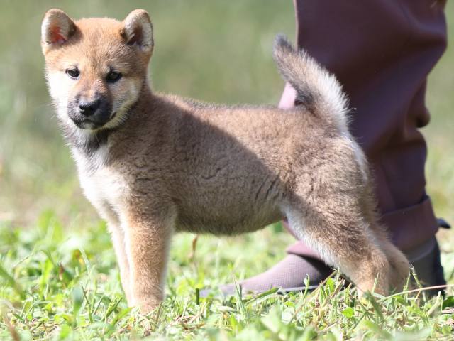 FP5A9220-puupy-shibainu