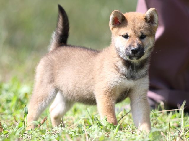 FP5A9232-puupy-shibainu