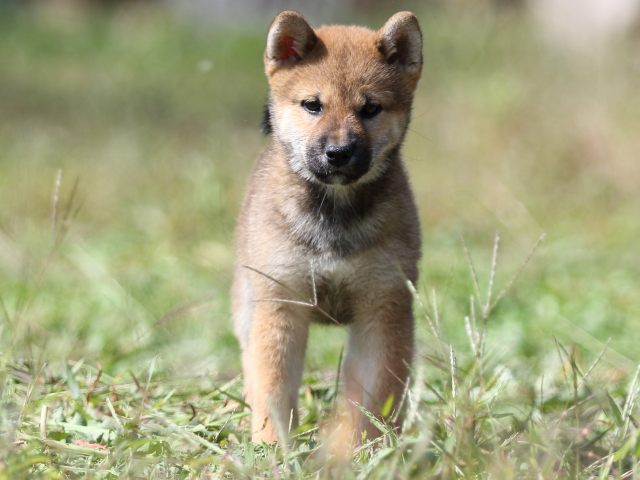 FP5A9241-puupy-shibainu