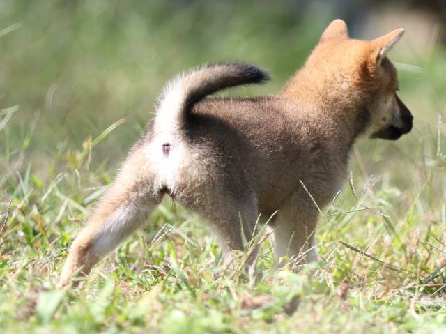 FP5A9246-puupy-shibainu