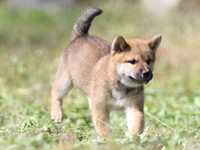 FP5A9255-puupy-shibainu