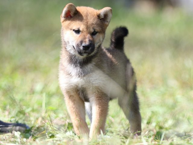 FP5A9269-puupy-shibainu