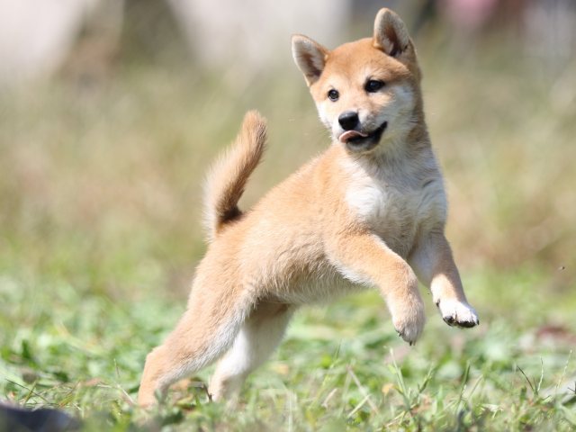 FP5A9302-puupy-shibainu