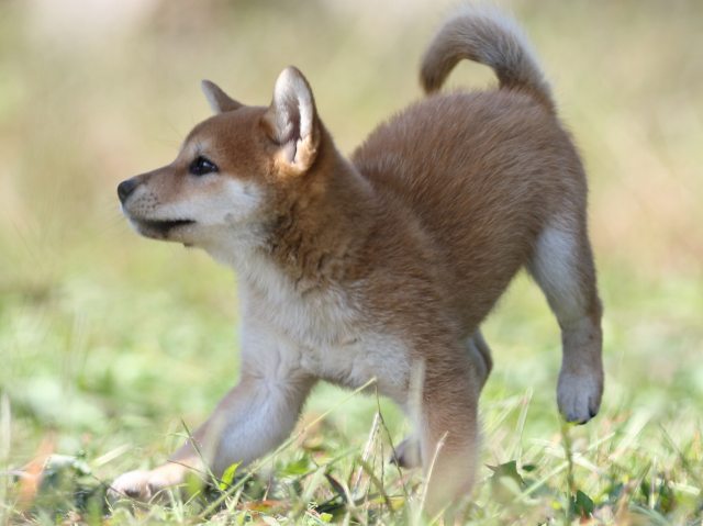 FP5A9310-puupy-shibainu