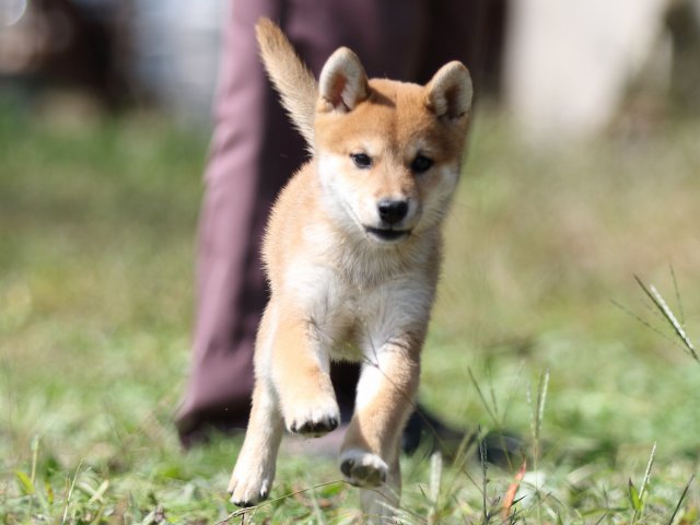 FP5A9337-puupy-shibainu