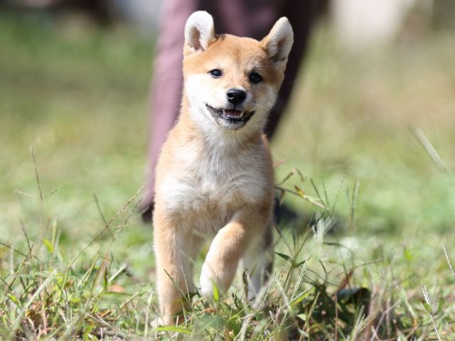 FP5A9339-puupy-shibainu