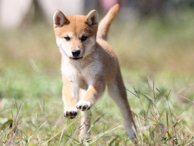 FP5A9348-puupy-shibainu