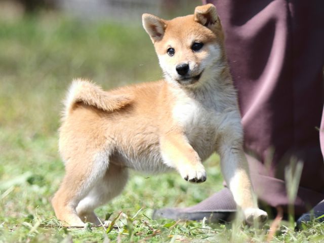 FP5A9359-puupy-shibainu