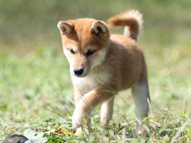 FP5A9364-puupy-shibainu