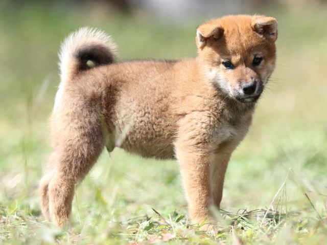 FP5A9399-puupy-shibainu