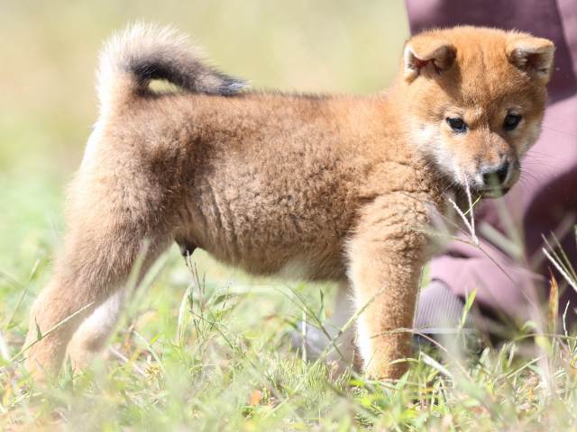 FP5A9409-puupy-shibainu