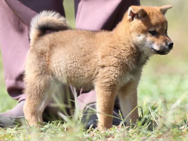 FP5A9413-puupy-shibainu