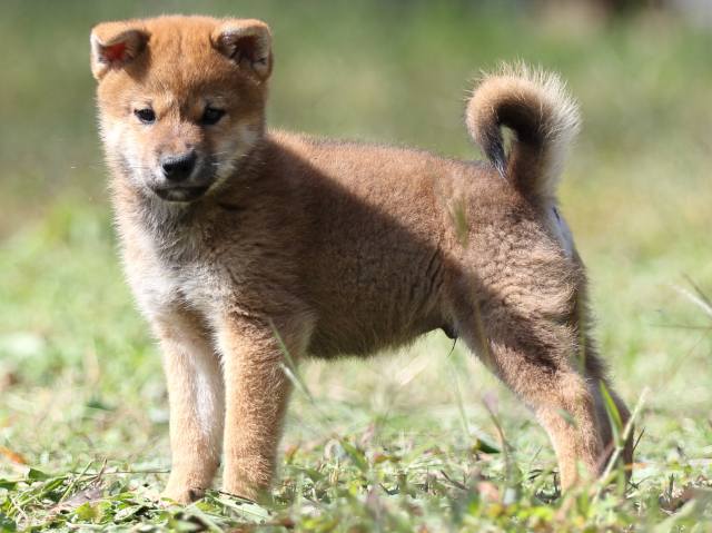 FP5A9419-puupy-shibainu