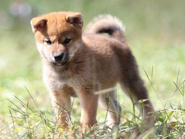 FP5A9433-puupy-shibainu