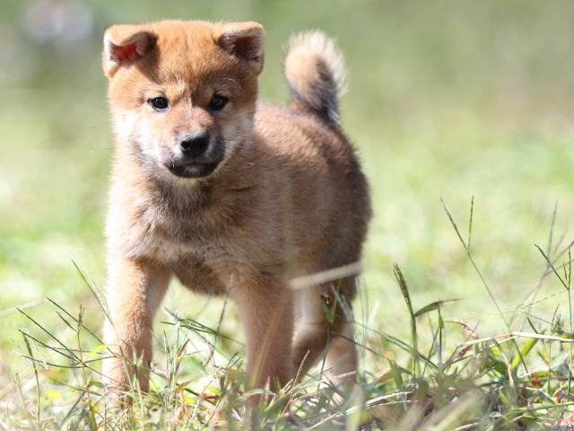 FP5A9435-puupy-shibainu