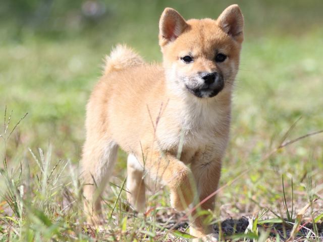 FP5A9462-puupy-shibainu