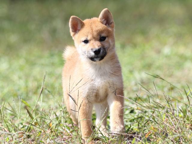 FP5A9472-puupy-shibainu