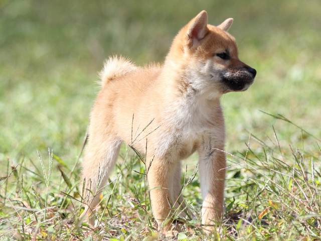 FP5A9473-puupy-shibainu