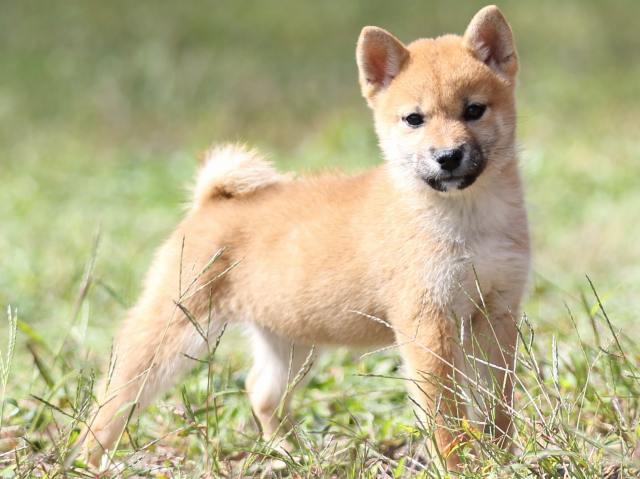 FP5A9478-puupy-shibainu