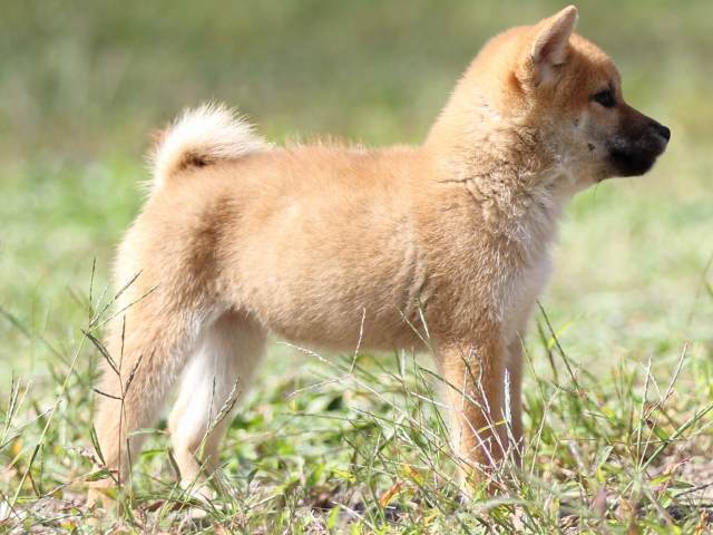 FP5A9483-puupy-shibainu