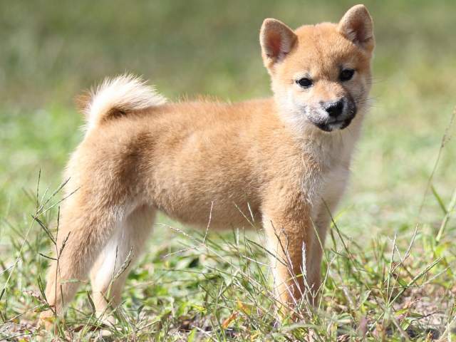 FP5A9484-puupy-shibainu