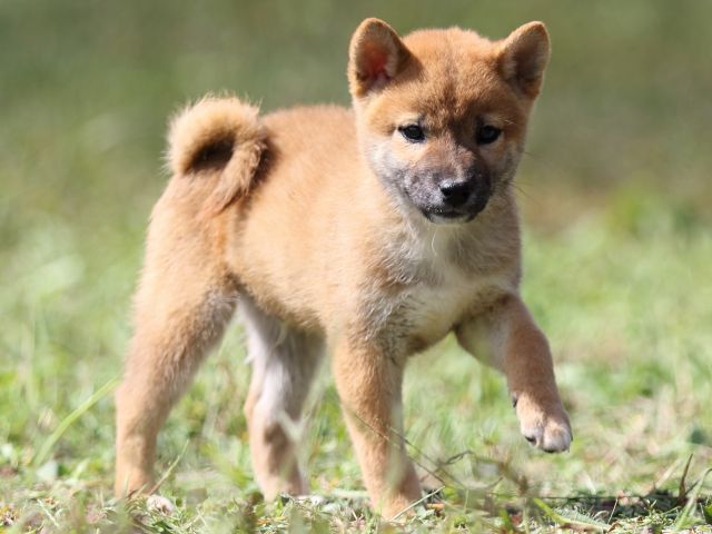 FP5A9514-puupy-shibainu