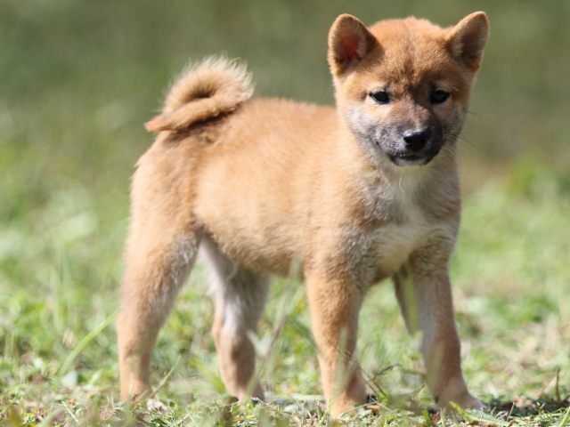 FP5A9517-puupy-shibainu