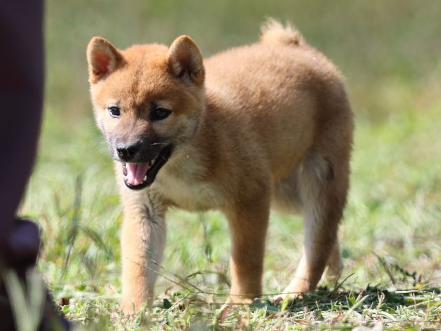 FP5A9525-puupy-shibainu