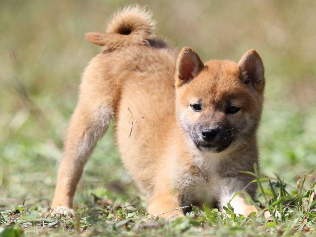 FP5A9529-puupy-shibainu