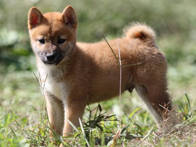 FP5A9552-puupy-shibainu