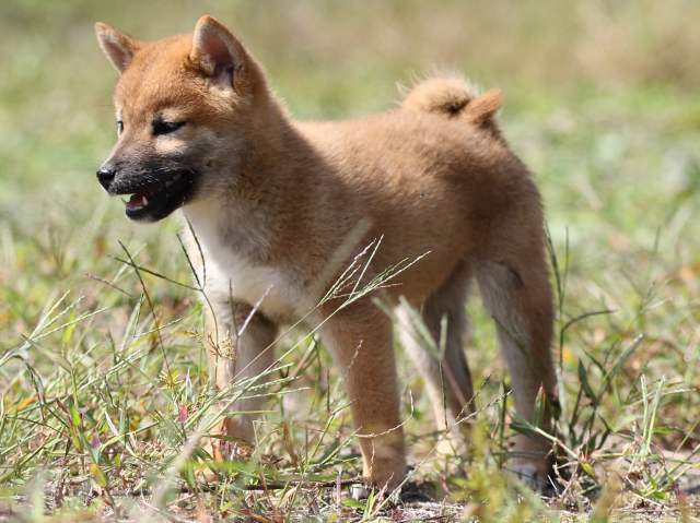 FP5A9565-puupy-shibainu