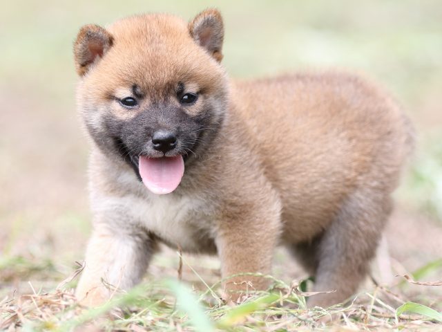 FP5A9640-puupy-shibainu