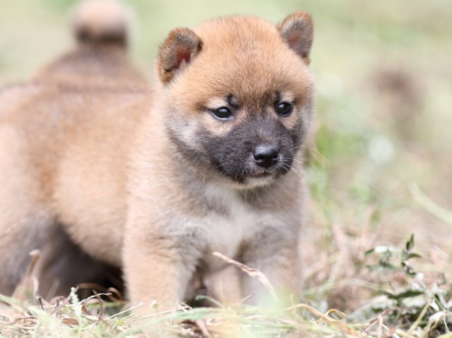 FP5A9656-puupy-shibainu