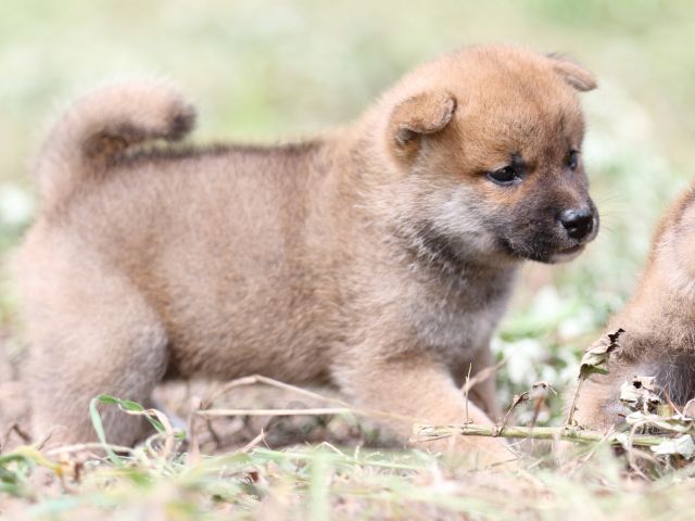 FP5A9663-puupy-shibainu