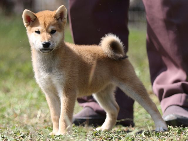 FP5A9698-puupy-shibainu